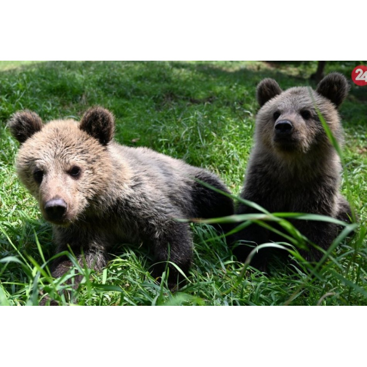 Vyhlásenie mimoriadnej situácie- ohrozenie medveďom hnedým