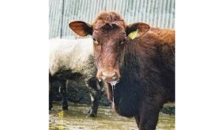 RVPS Lučenec -Núdzové opatrenia slintačky a krívačky na Slovensku