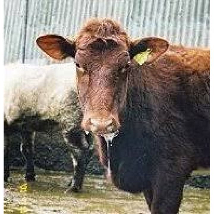 RVPS Lučenec -Núdzové opatrenia slintačky a krívačky na Slovensku