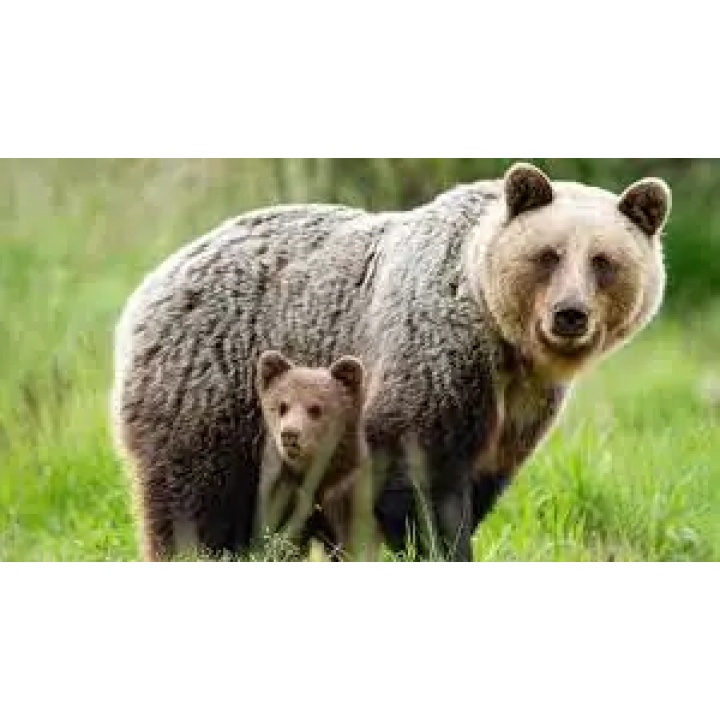 Vyhlásenie mimoriadnej situácie spôsobenej nežiadúcim výskytom medveďa hnedého (Ursus arctos) vo vybraných okresoch SR dňa 02.04.2025